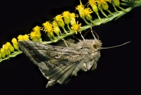 Autographa gamma - Silver Y