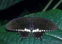 Papilio polytes - Common Mormon