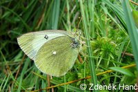 Colias palaeno - Moorland Clouded Yellow