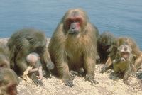 Stump-tailed macaque (Macaca arctoides)