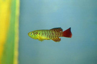 Nothobranchius guentheri, Redtail notho: aquarium