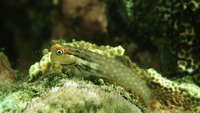 Ecsenius yaeyamaensis, Yaeyama blenny: aquarium