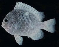 Dascyllus strasburgi, Strasburg's dascyllus: