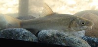 Capoeta capoeta capoeta, Transcaucasian barb: fisheries