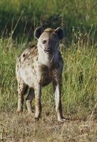 Image of: Crocuta crocuta (spotted hyena)