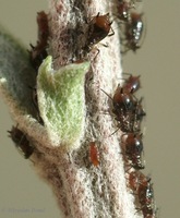 Macrosiphoniella sanborni - Chrysanthemum Aphid