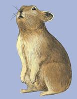 Image of: Ochotona curzoniae (black-lipped pika)