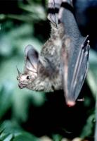 Image of: Trachops cirrhosus (fringe-lipped bat)