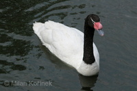 Cygnus melanocorypha - Black-necked Swan