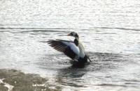 Somateria fischeri - Spectacled Eider