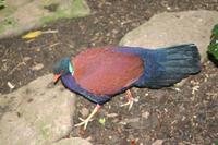 Otidiphaps nobilis - Pheasant Pigeon