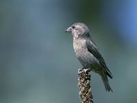 Loxia curvirostra - Red Crossbill