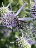 Image of: Isodontia mexicana