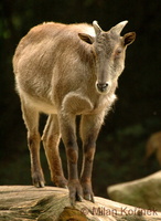 Hemitragus jemlahicus - Himalayan Tahr