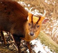 Muntiacus reevesi - Reeve's Muntjac