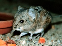 Macroscelides proboscideus - Round-eared Elephant Shrew