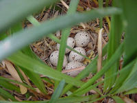 Image of: Callipepla gambelii (Gambel's quail)