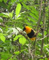 Image of: Euplectes franciscanus (northern red bishop)