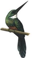 Image of: Galbula galbula (green-tailed jacamar)