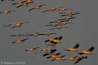 Image of: Pelecanus onocrotalus (great white pelican)