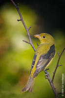 Image of: Piranga olivacea (scarlet tanager)