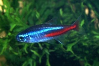 Paracheirodon innesi - Neon Tetra