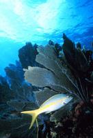 Ocyurus chrysurus - Cola