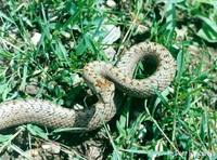 Coronella austriaca