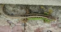 Lacerta agilis - Sand Lizard