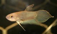 betta Ibanorum, from Sarawak,most common kat swk.