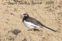 Japanese Wagtail - Motacilla grandis