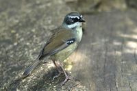 White browed Scrubwren