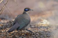 Olive-capped Coua (Coua (ruficeps) olivaceiceps) photo