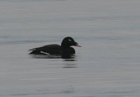 White-winged Scoter - Melanitta fusca