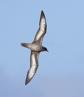 Trinidade (Herald) Petrel (Pterodroma arminjoniana) photo