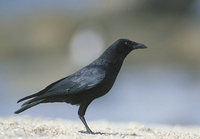 American Crow (Corvus brachyrhynchos) photo