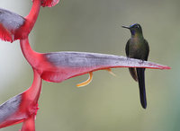 Violet-tailed Sylph (Aglaiocercus coelestis) photo