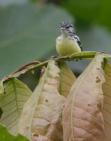 Griscom's Antwren (Myrmotherula ignota) photo