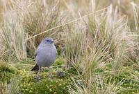 Plumbeous Sierra-Finch (Phrygilus unicolor) photo