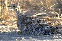 Double-banded Sandgrouse - Pterocles bicinctus