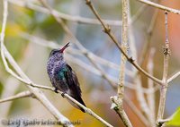 Sapphire-spangled Emerald - Polyerata lactea