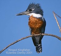 Ringed Kingfisher - Ceryle torquatus