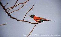 Northern Carmine Bee-eater - Merops nubicus