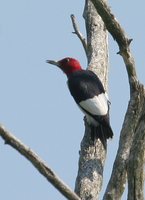 Red-headed Woodpecker - Melanerpes erythrocephalus