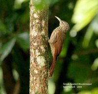 Streak-headed Woodcreeper - Lepidocolaptes souleyetii