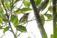 Yellow-throated Antwren - Myrmotherula ambigua