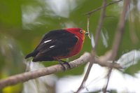 Crimson-hooded Manakin - Pipra aureola