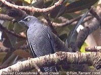 Yellow-eyed Cuckoo-shrike - Coracina lineata