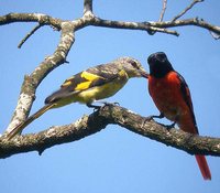 Scarlet Minivet - Pericrocotus flammeus