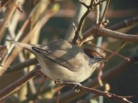 Blackcap - Sylvia atricapilla